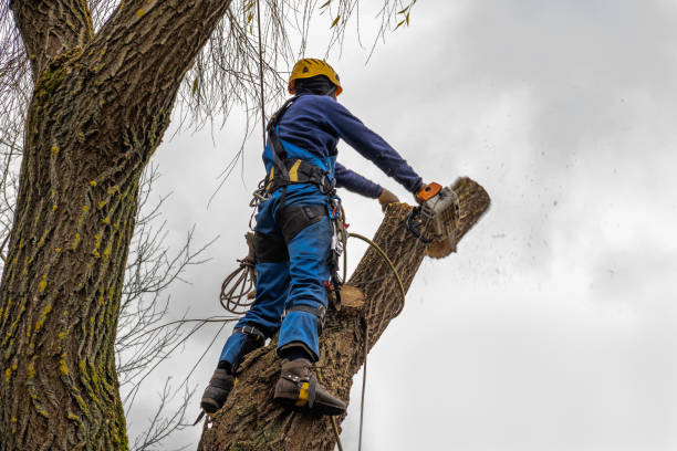 Professional Tree Services in Casa Loma, CA